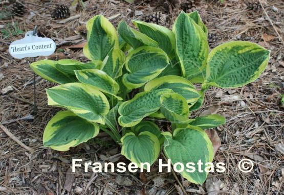 Hosta Heart's Content